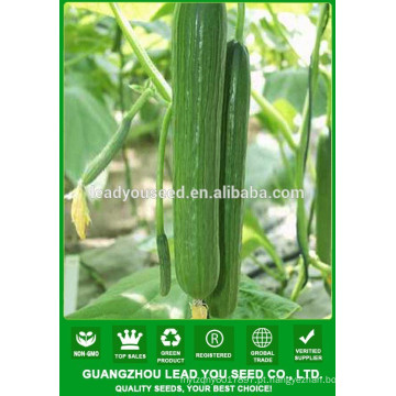 NCU181 Zishao F1 sementes de pepino com efeito de estufa para o plantio